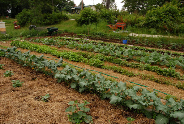 Tecnologías que ayudan a los agricultores a responder al cambio climático
