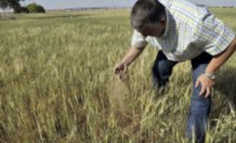 España-La sequía pasa factura: Asaja prevé una caída del 70% en la producción de cereal de secano extremeño
