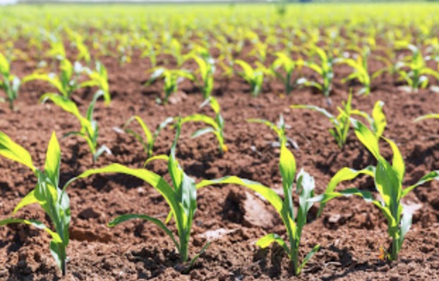¿Sabías que solo un 12% del suelo de la Tierra es apto para el cultivo?