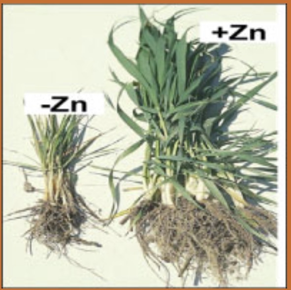 El Zinc en el Metabolismo de los Carbohidratos.