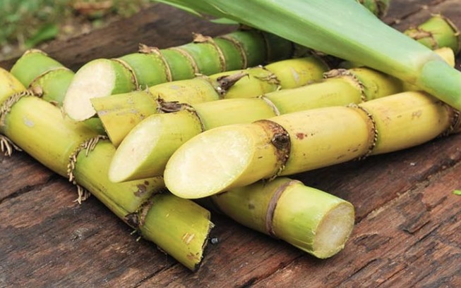 Identifican genes útiles para desarrollar caña de azúcar más dulce y productiva